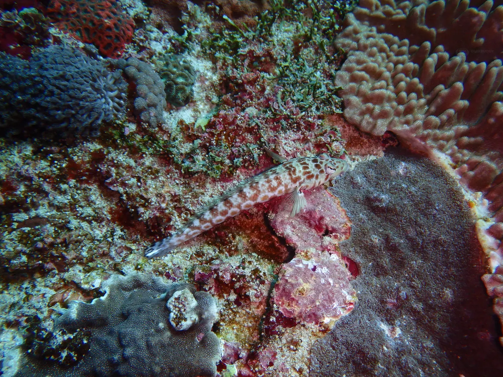 Pura ped